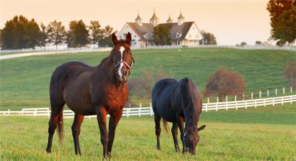 Photo Gallery Manchester Farm, Historic Lexington